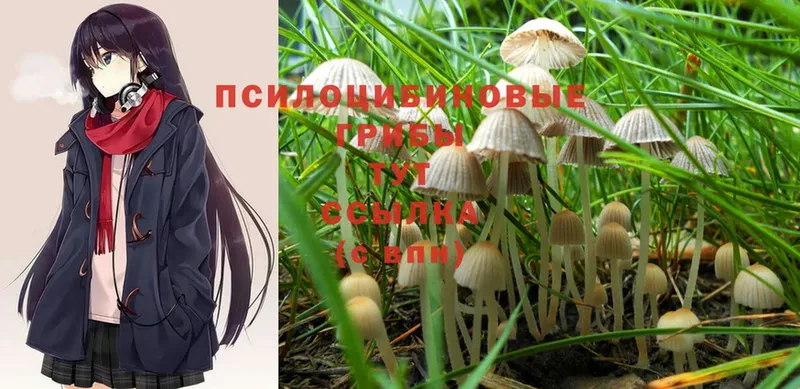 Галлюциногенные грибы Psilocybe  Байкальск 