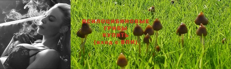 Псилоцибиновые грибы MAGIC MUSHROOMS Байкальск